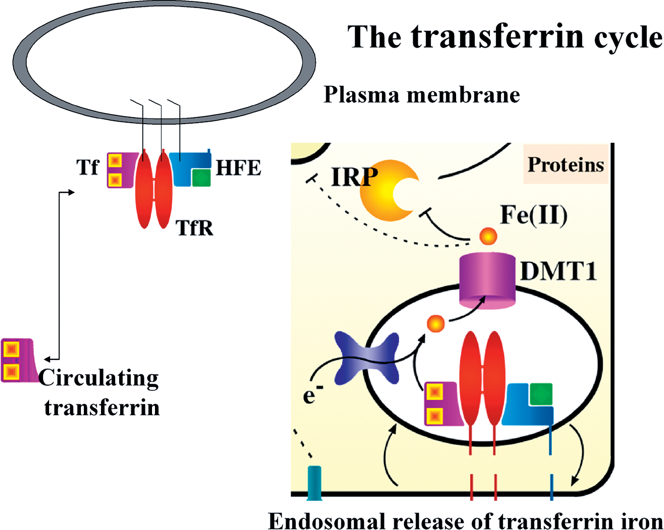 【transferrin】什么意思_英语transferrin的翻译