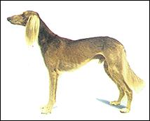 东非猎犬(图2)
