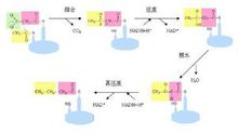 细胞壁合成酶合成过程