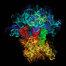 核糖体RNA