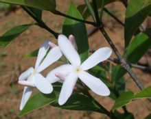 海南蕊木 海南蕊木