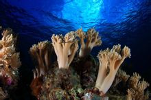 海底尾索动物 海底尾索动物