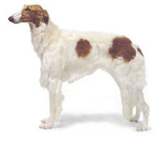 俄罗斯狼犬 俄罗斯狼犬