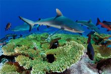 在金曼礁游动的灰礁鲨