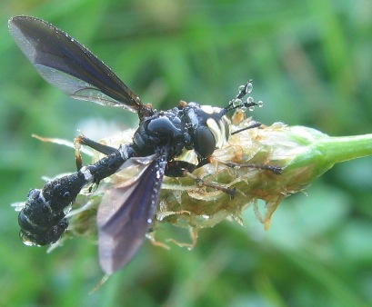 蚤蠅科(phoridae),尖翅蠅科(lonchopteridae),澳蠅科(sciadoceridae)